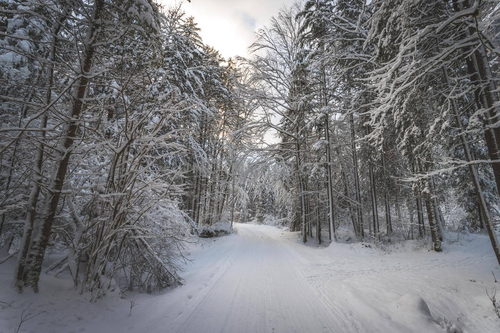 Winter landscape with footpath, snowy trees