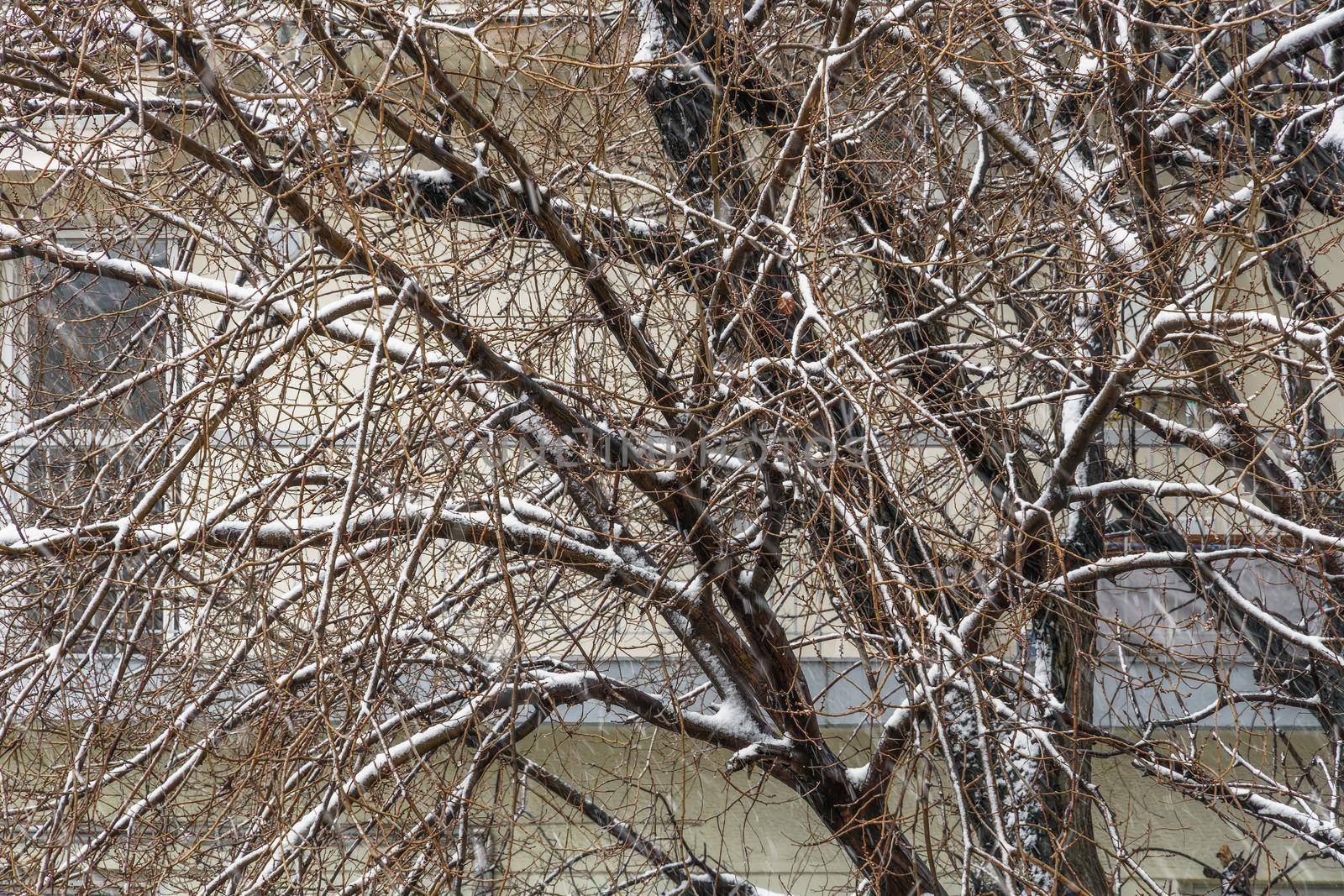 Day view of snow falling on residential area with blocks of flats surrounded be trees.