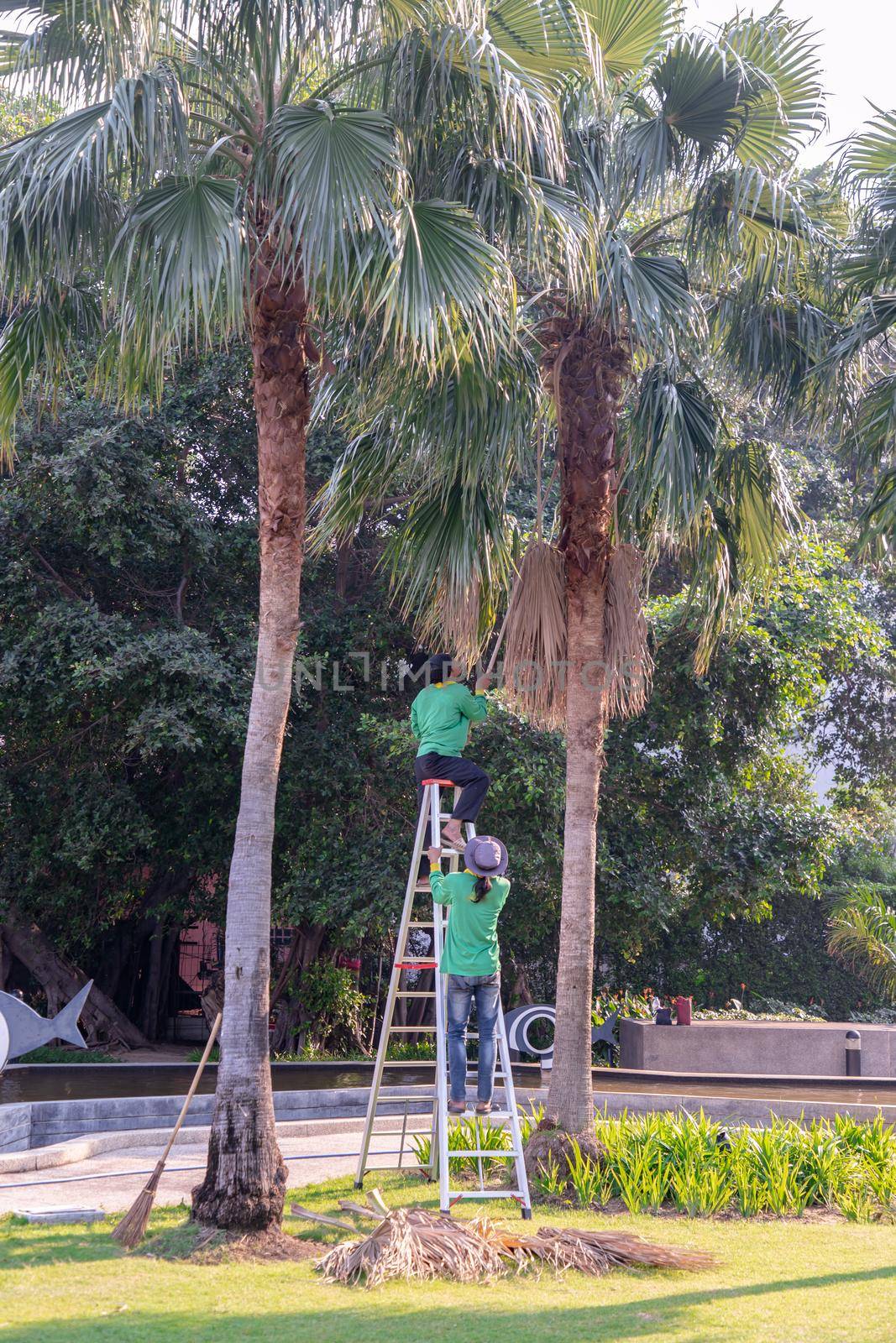 Bangkok, Thailand - Jan 14, 2021 : The gardener climbs Climb the ladder cut the branches at the top. Selective focus.