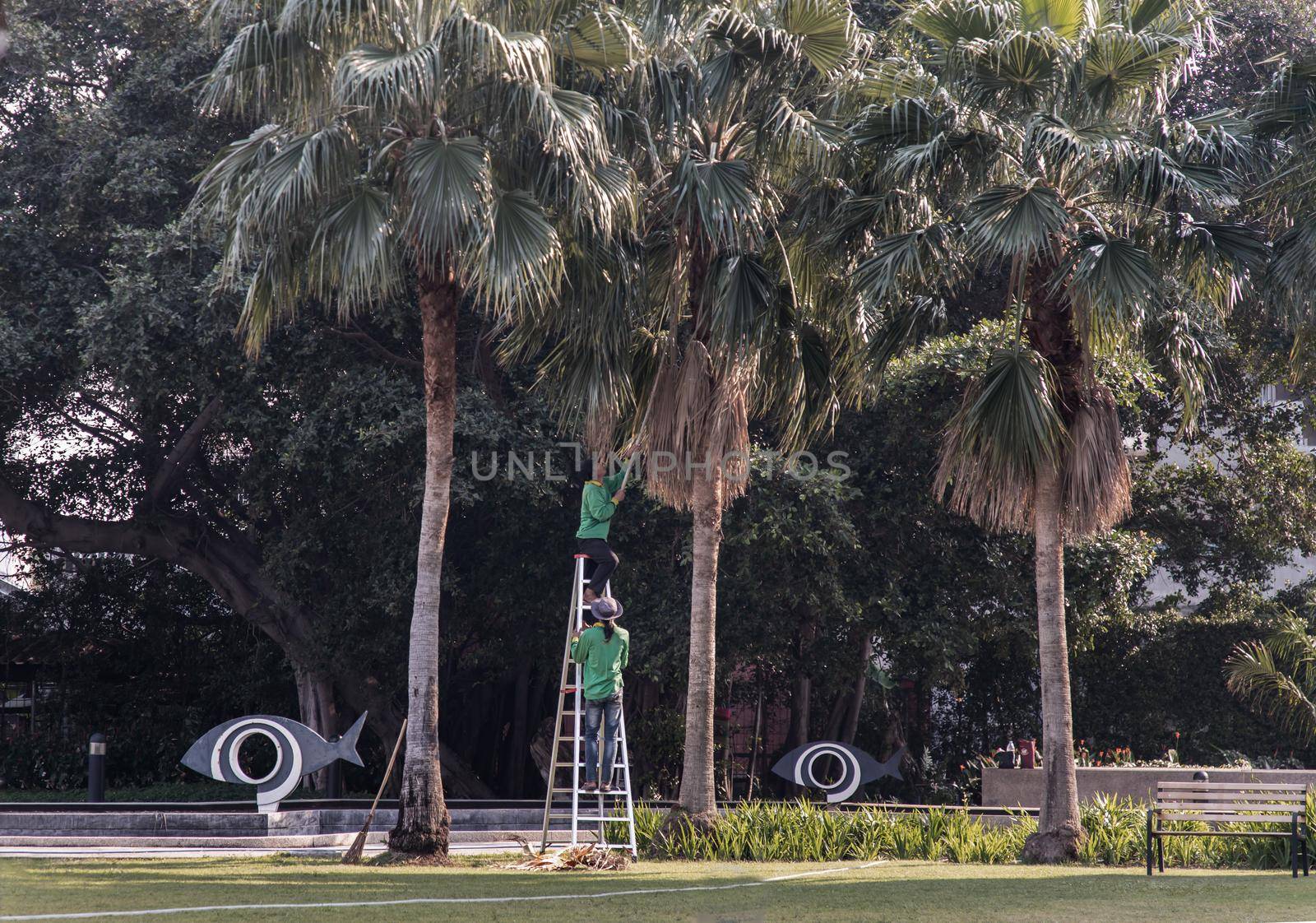 Bangkok, Thailand - Jan 14, 2021 : The gardener climbs Climb the ladder cut the branches at the top. Selective focus.