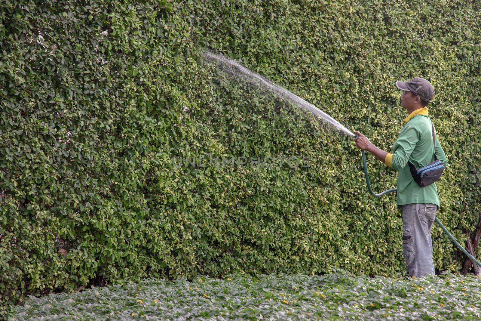 Bangkok, Thailand - Jan 14, 2021 : The gardener was using a rubber hose to water the trees. Injection of water from rubber tube, Copy space, Focus and blur.