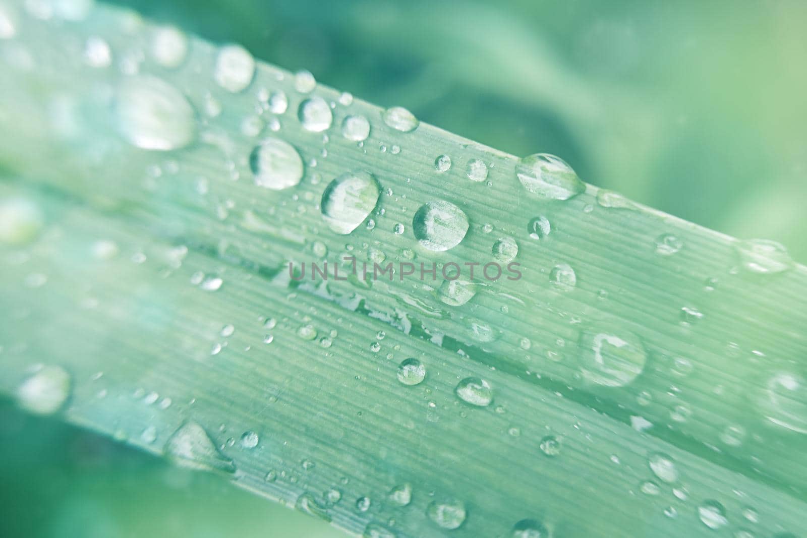 Dew drops on a blade of grass with vivid color background for designer with selective soft focus.