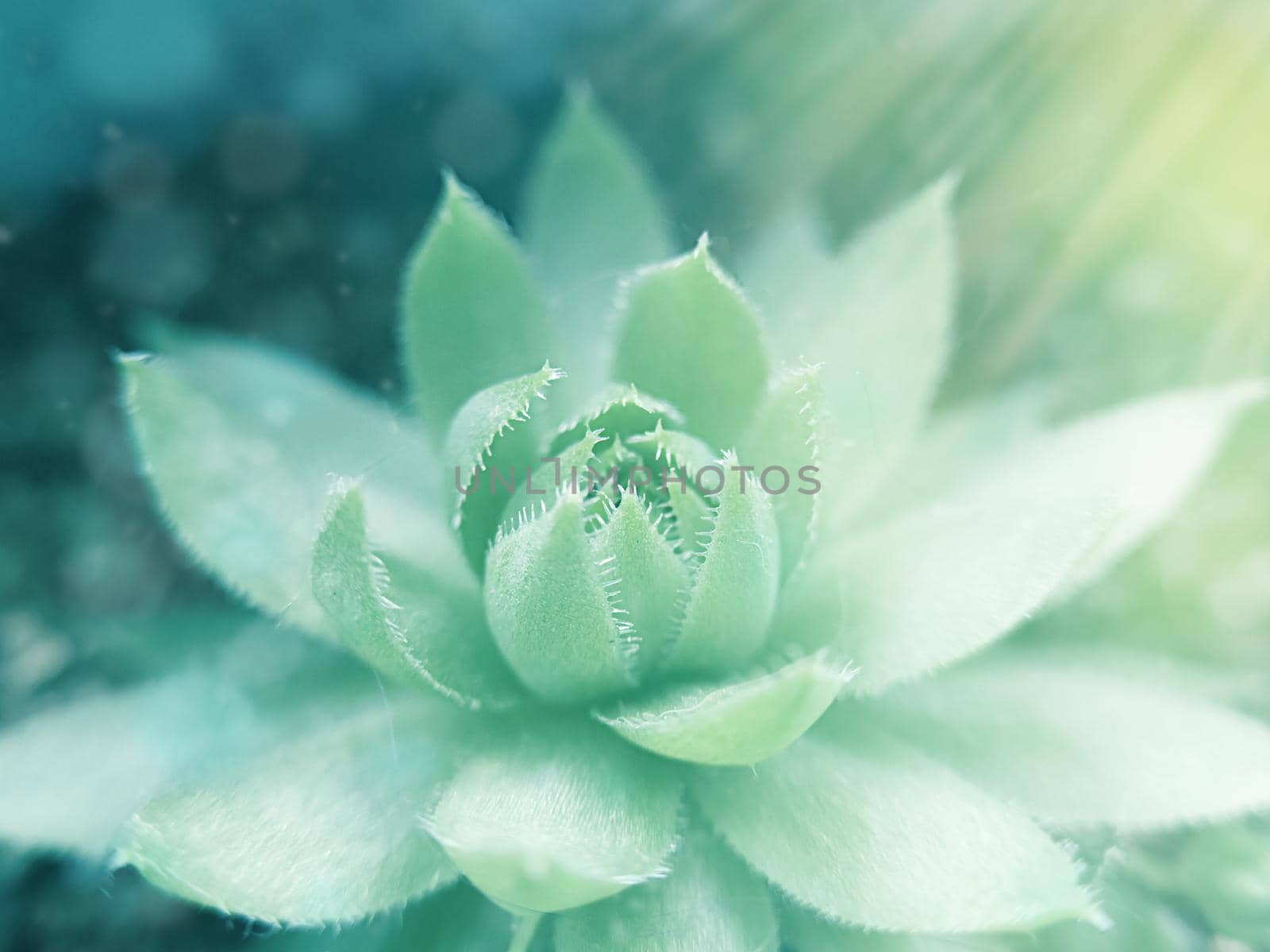 Evergreen plant close up vivid color background with selective soft focus. by galinasharapova