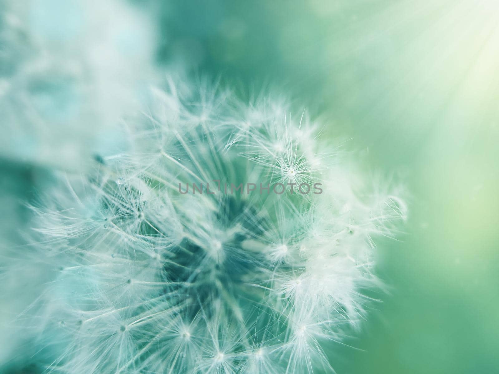 Dandelion Flowers with Copy Space vivid color background for designer with selective soft focus.