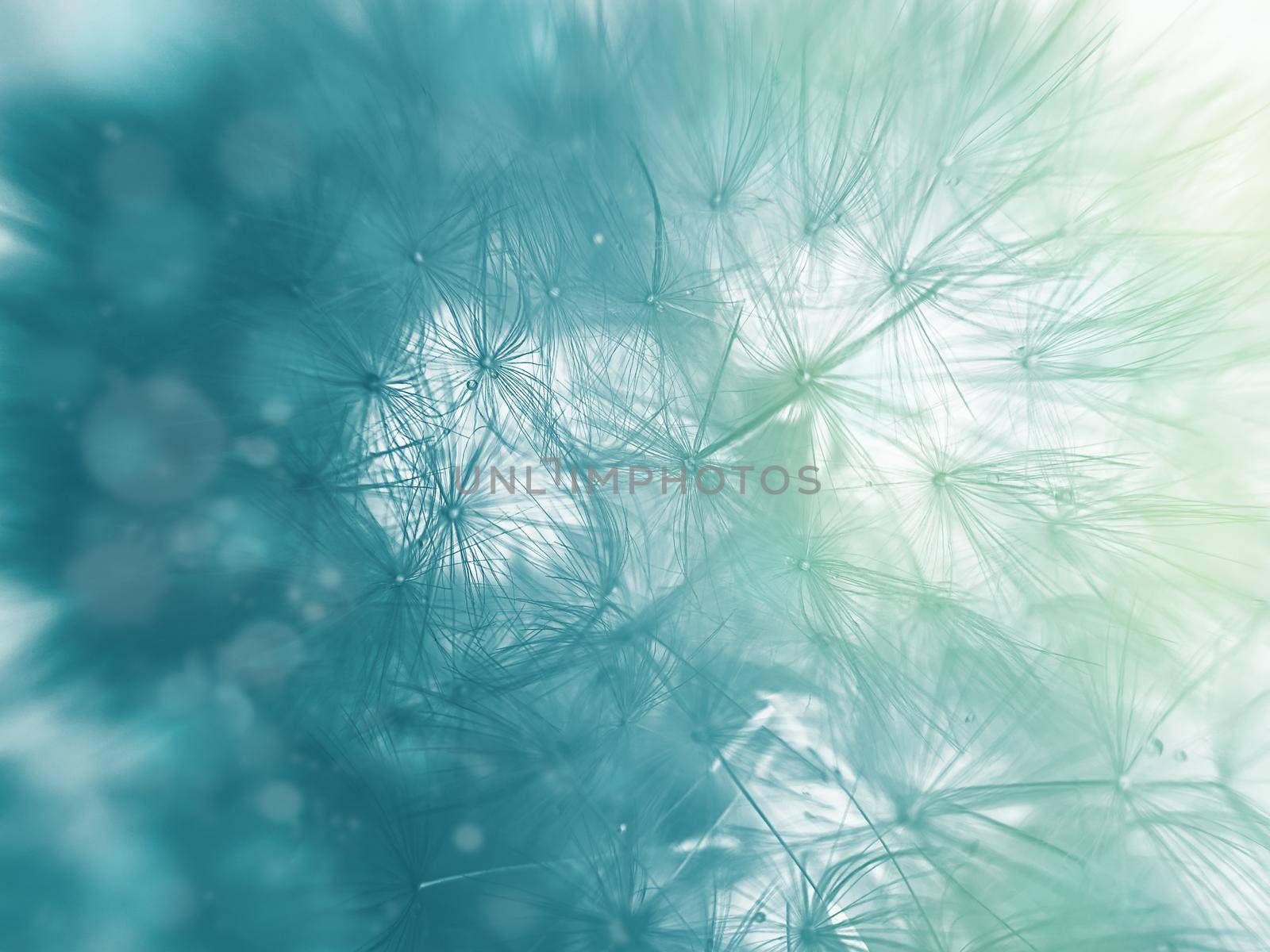 Dandelion Flowers with Copy Space vivid color background for designer by galinasharapova