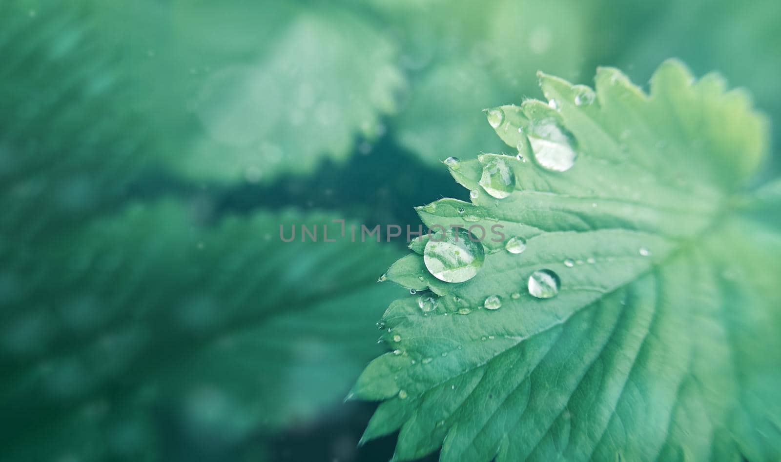 Dew drops on a blade of grass with vivid color background for designer with selective soft focus.