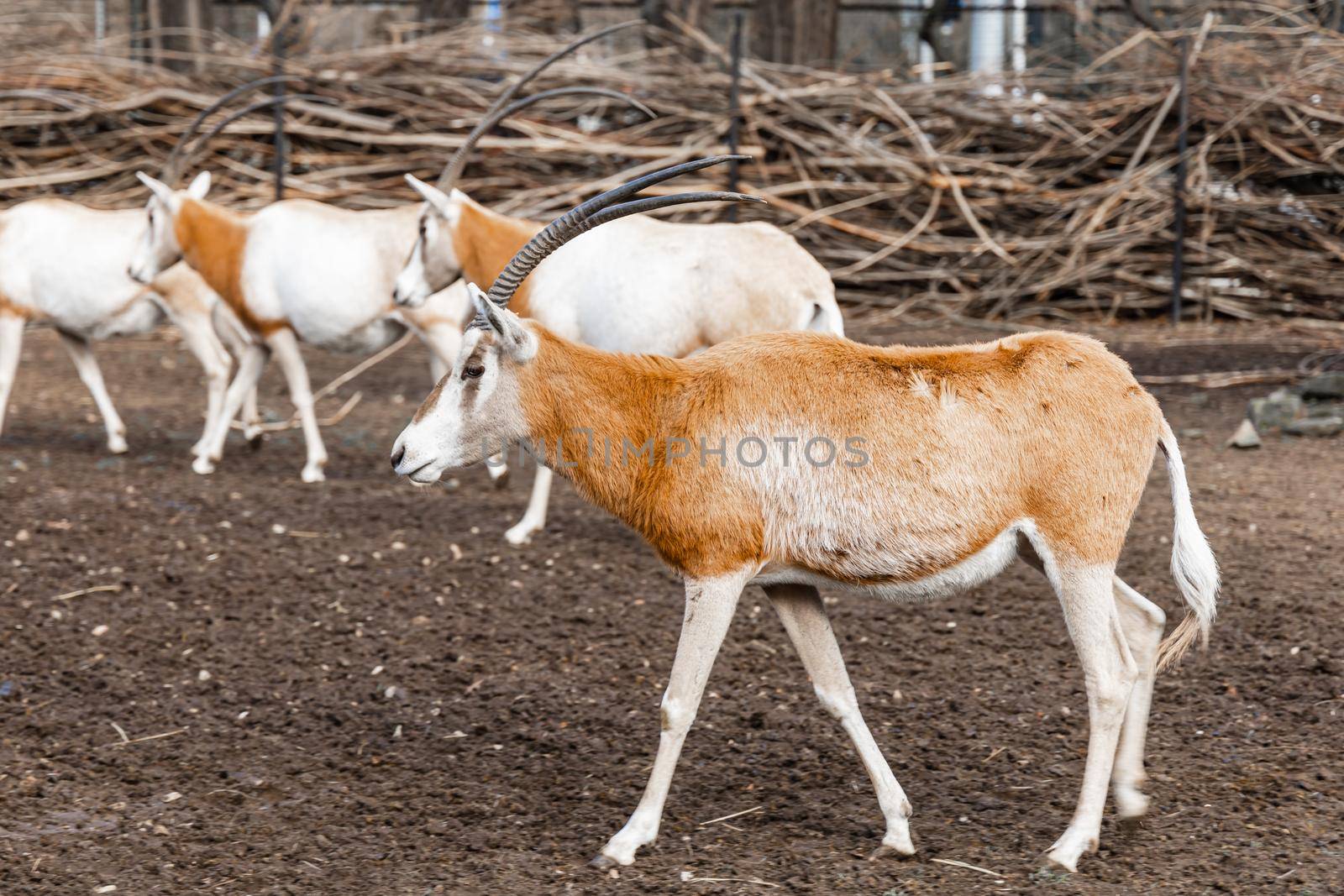 Sable oryxes Oryx dammah in front of wooden fence by Wierzchu