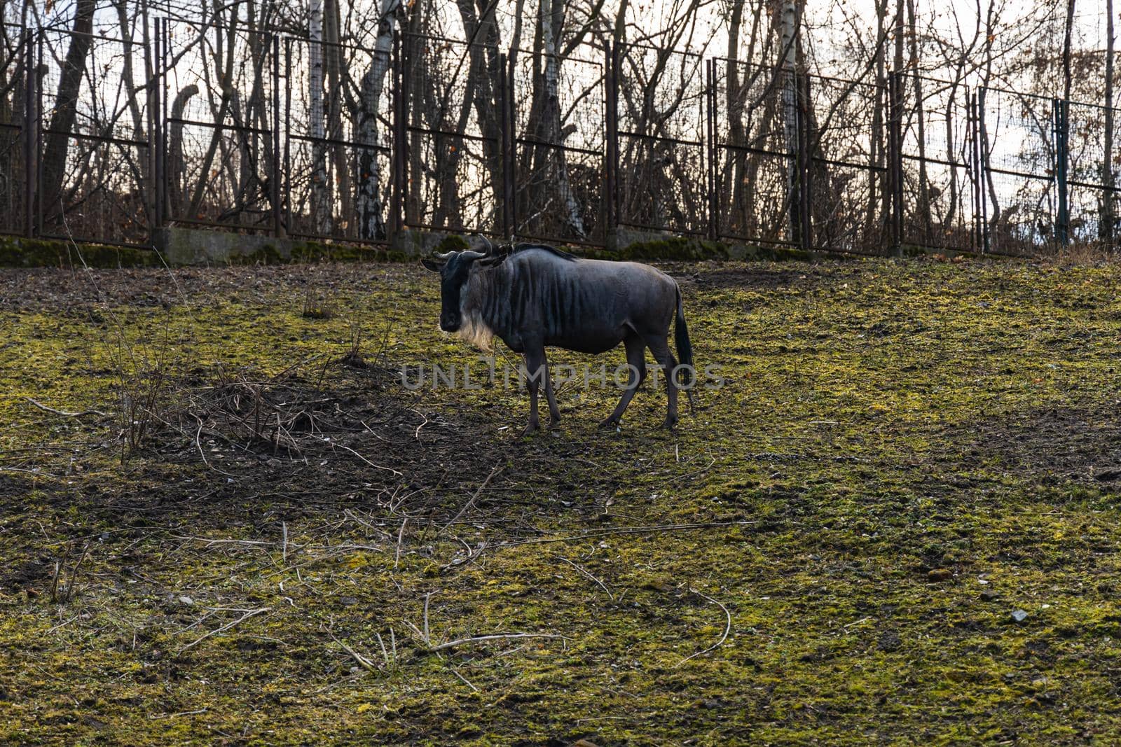 White-bearded wildebeest Connochaetes taurinus albojubatus walking on large green glade by Wierzchu