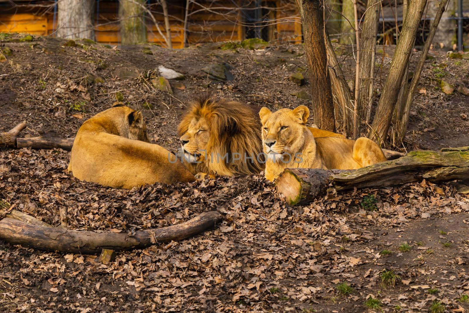 Three lions lie on glade with and trees bushes around