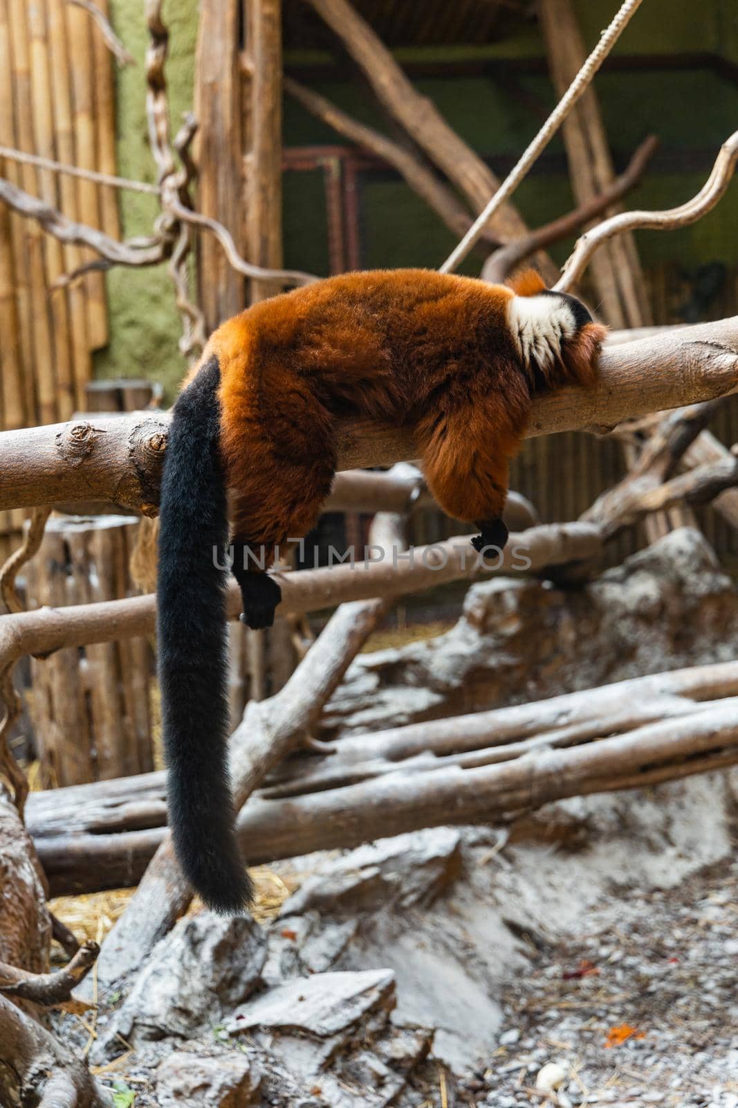 Red Ruffed Lemur sleeping on wooden beam by Wierzchu