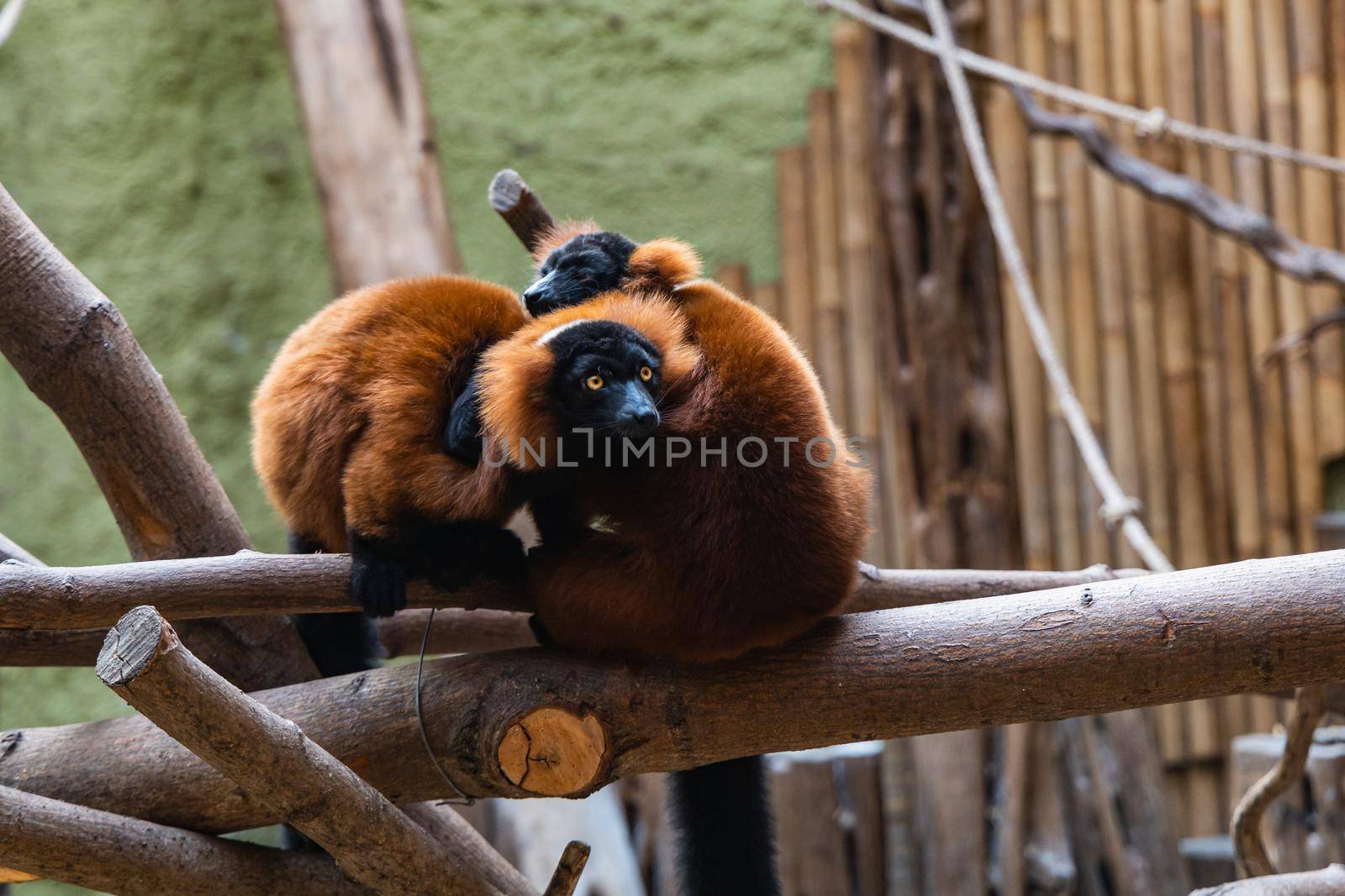 Red Ruffed Lemurs sitting on wooden beams by Wierzchu