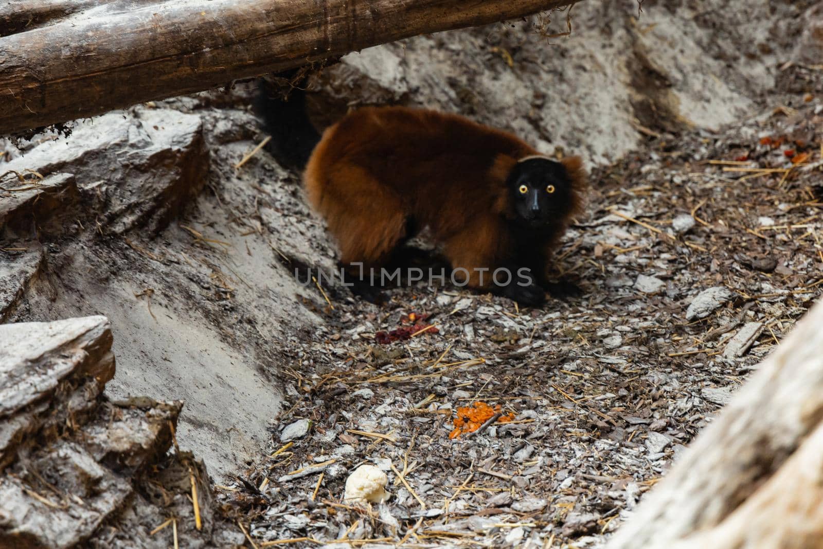 Red Ruffed Lemur with yellow eyes walk under wooden beam