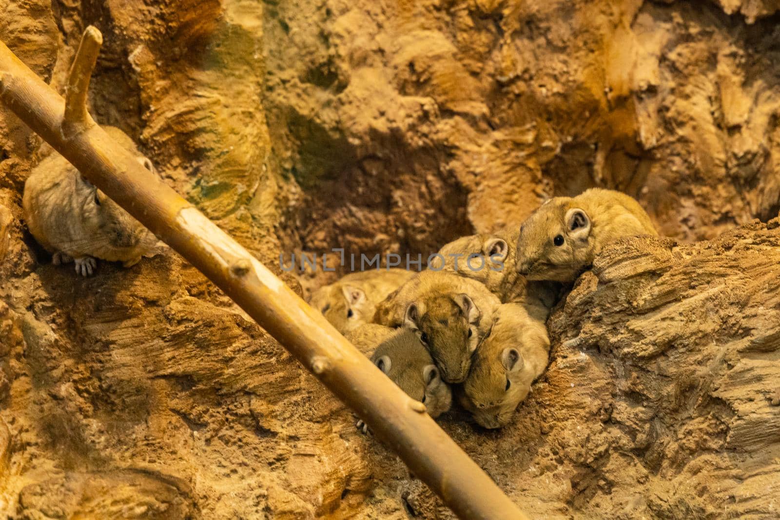 Small Gundias Ctenodactylus gundi sleeping on rocks by Wierzchu