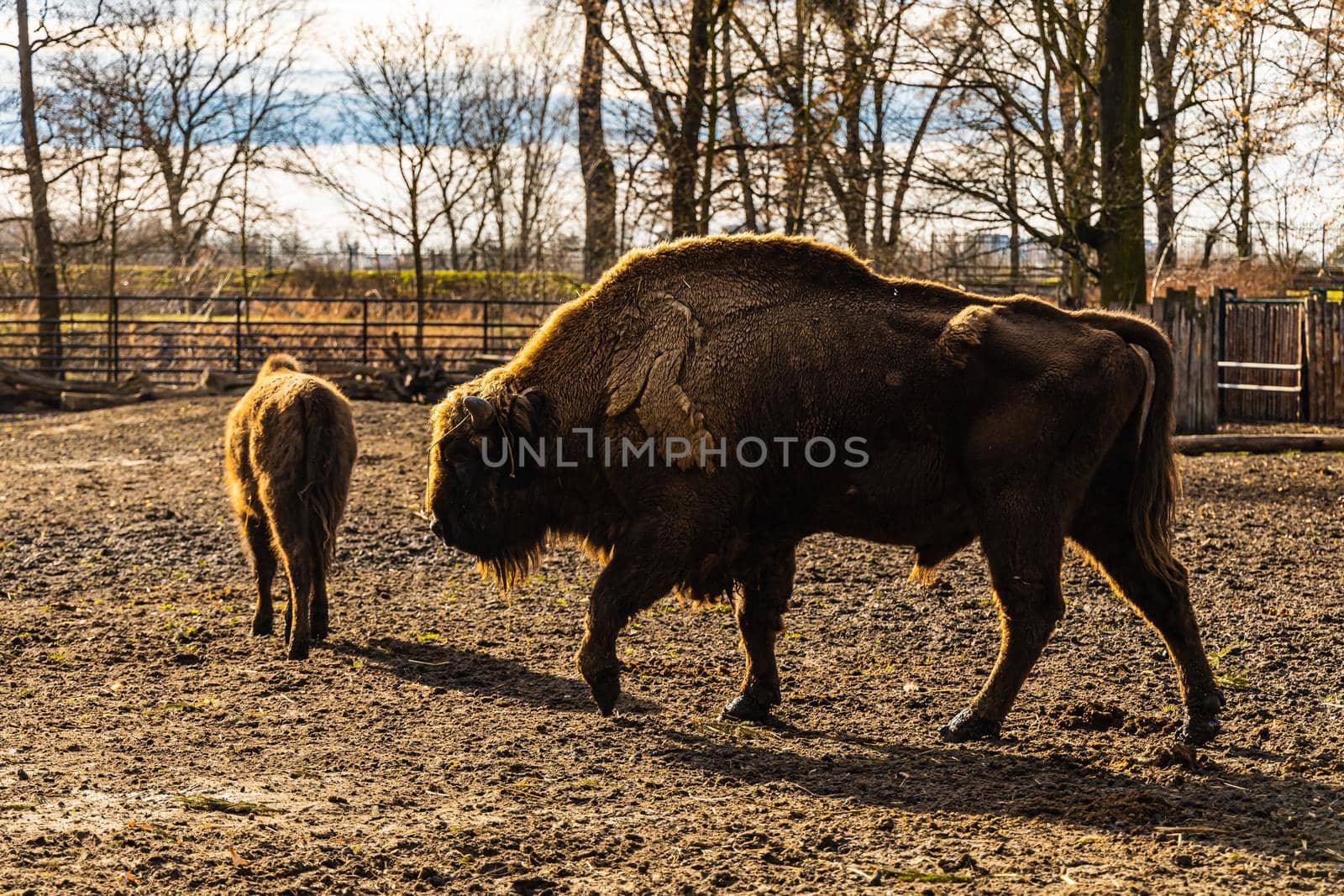 Big and young wisent Bison bonasus walking on large glade by Wierzchu