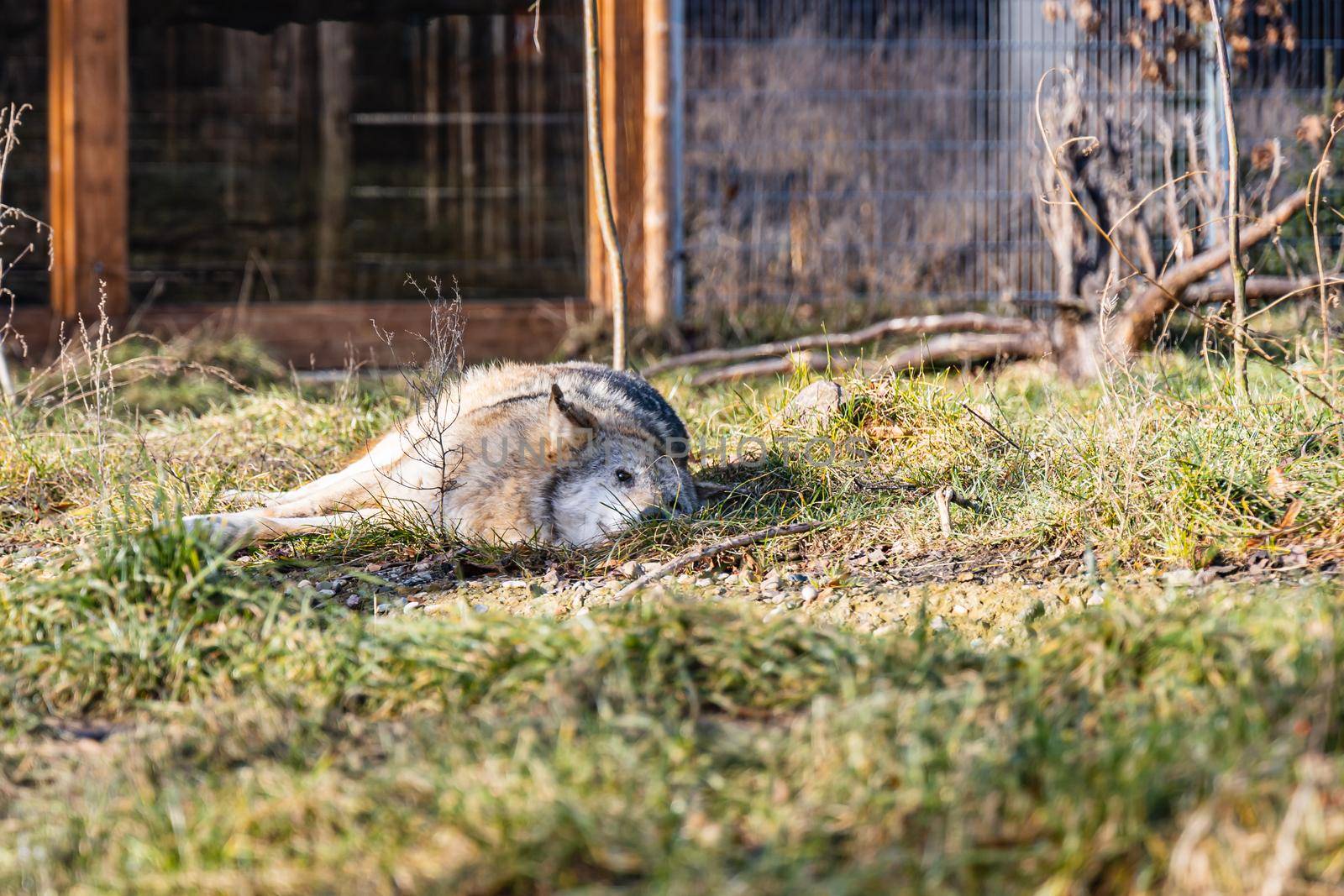 Gray wolf lie on small glade in front of small building