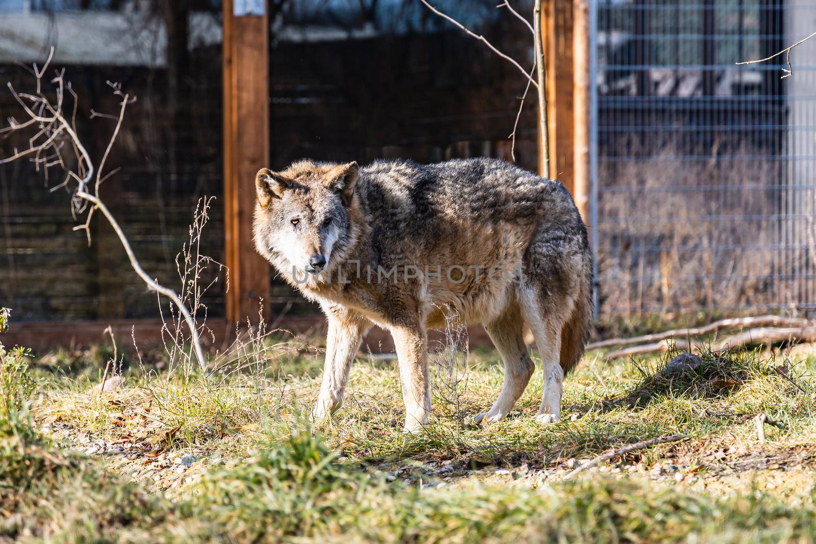 Gray wolf standing on small glade in front of small building by Wierzchu