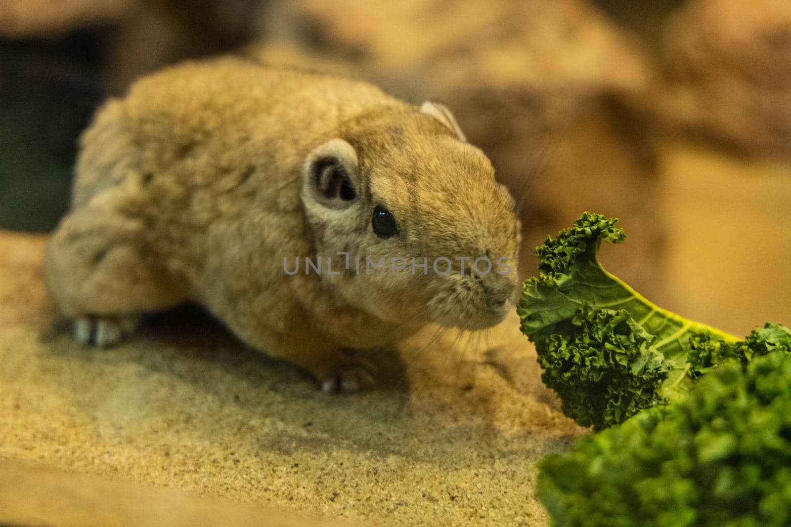 Small Gundias Ctenodactylus gundi eating salad by Wierzchu