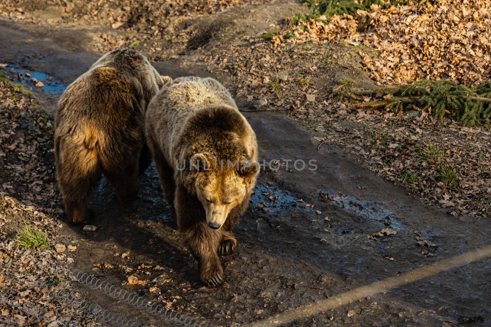 Brown bears Ursus arctos walking on the paths