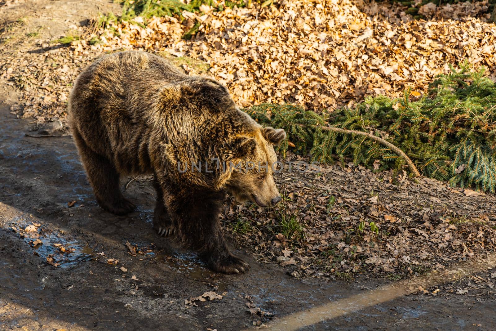 Brown bear Ursus arctos walking on the paths by Wierzchu