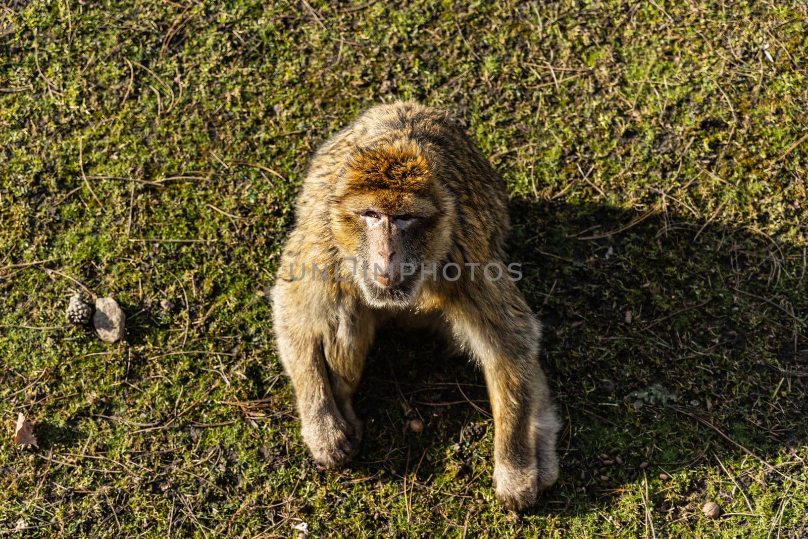 Berber macaque Macaca sylvanus sitting on dry grass and leafs by Wierzchu