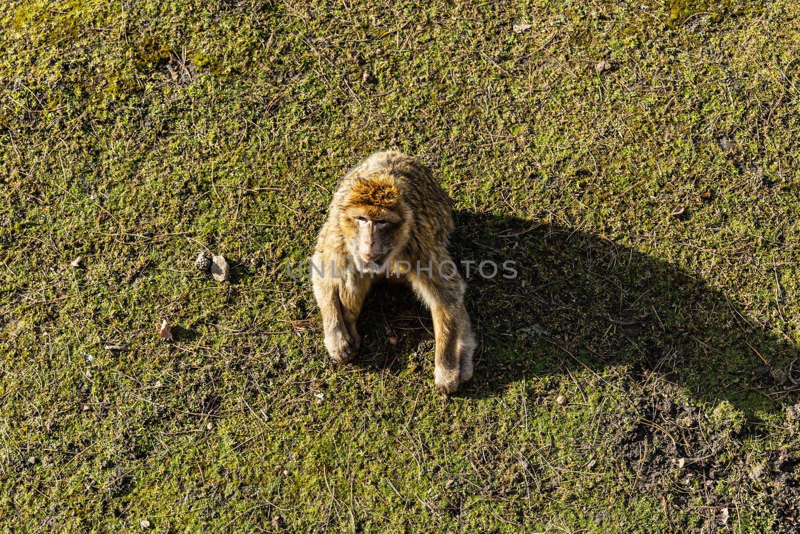 Berber macaque Macaca sylvanus sitting on dry grass and leafs by Wierzchu