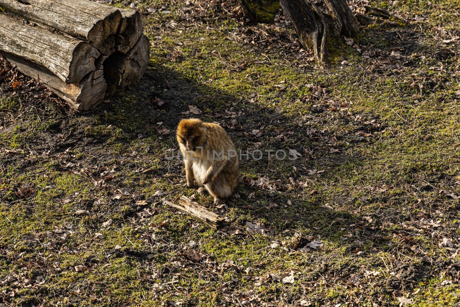 Berber macaque Macaca sylvanus sitting on dry grass and leafs by Wierzchu