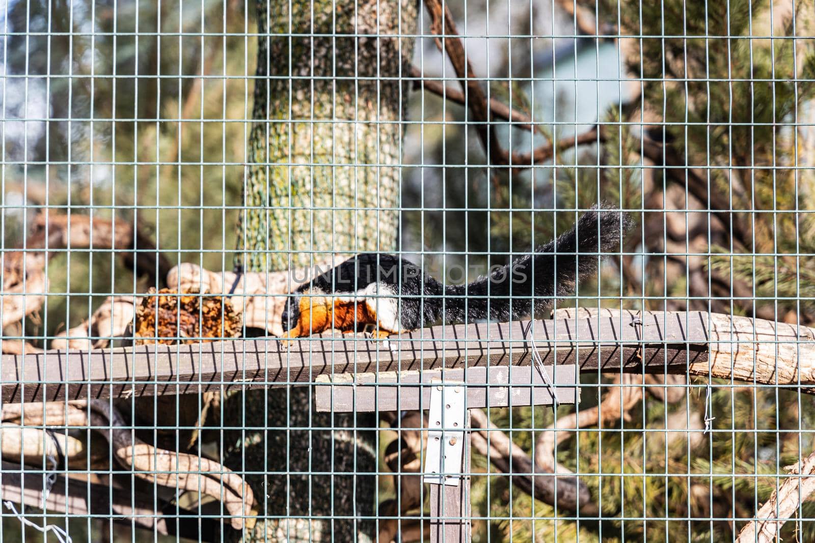 Small Tricolor squirrel walk on beams behind metal net by Wierzchu