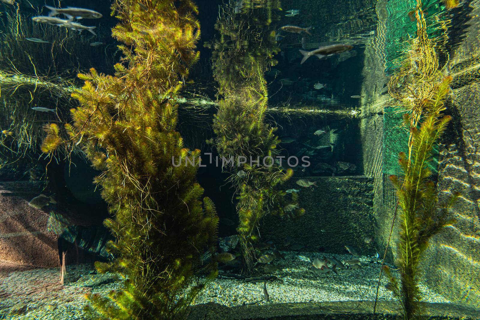 Large underwater bushes with few small fishes around by Wierzchu