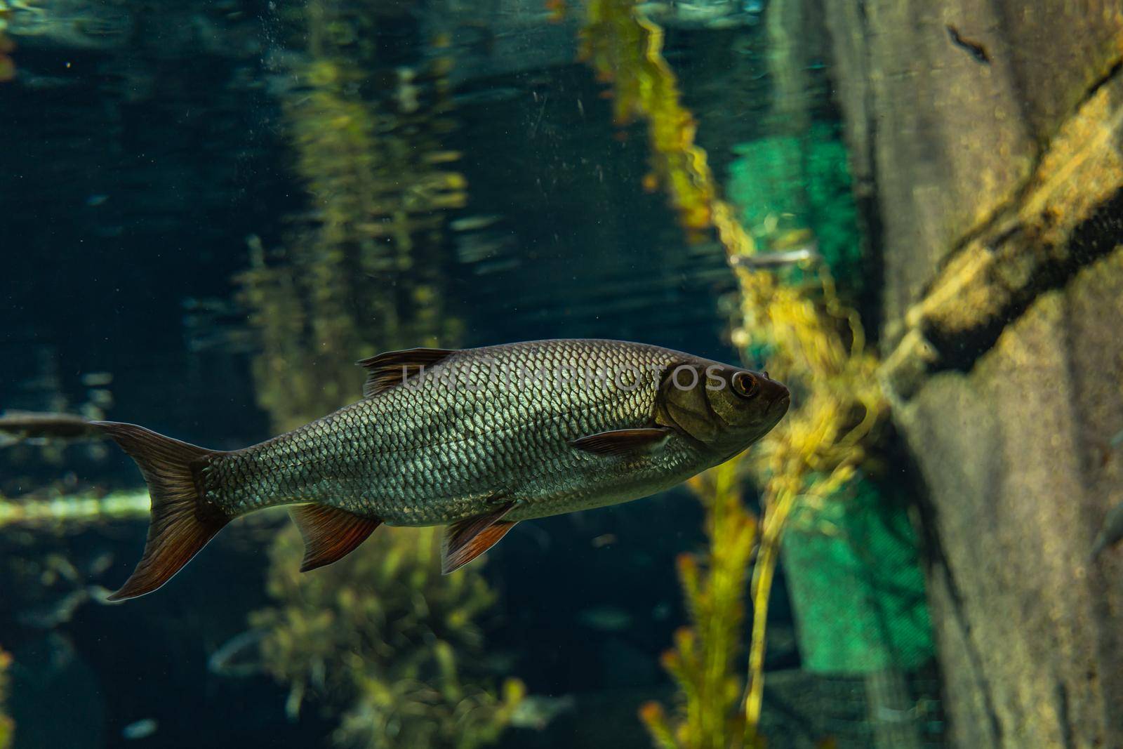 Big shimmering fish swimming in large aquarium