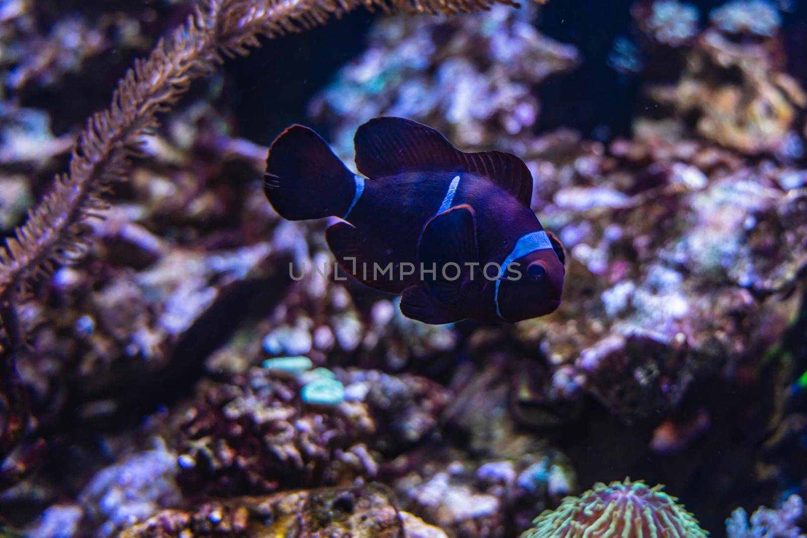 Big old Perch clownfish Amphiprion ocellaris in aquarium with stones around