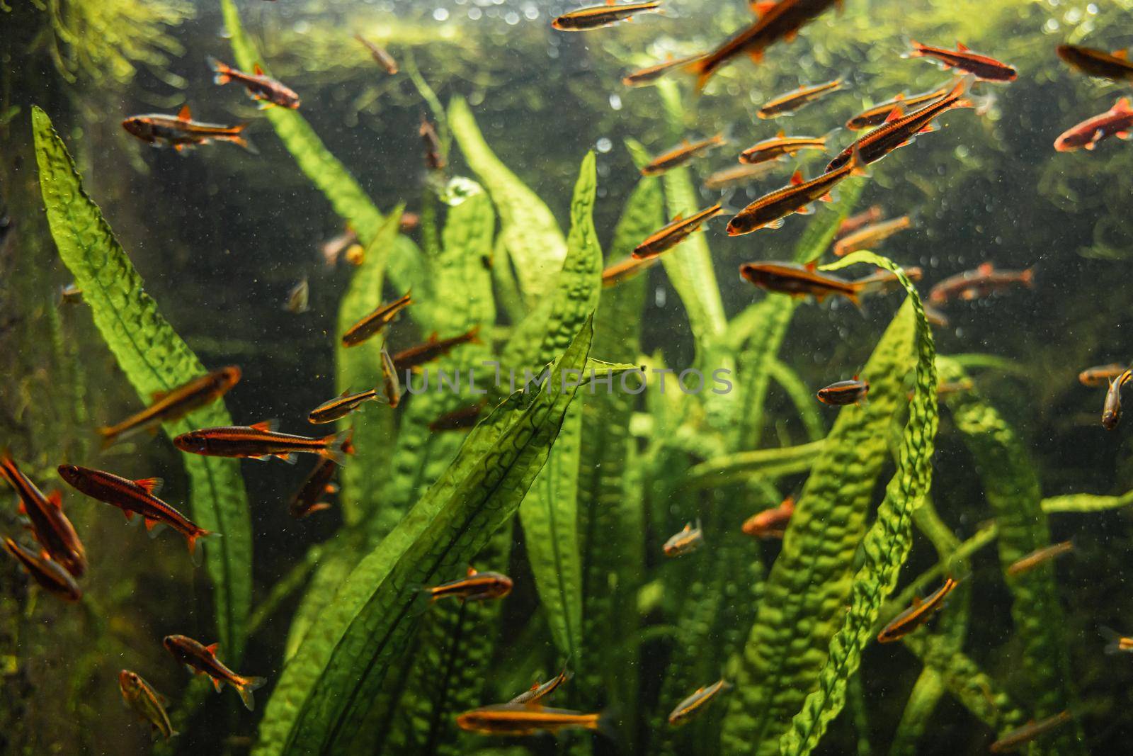 A lot of red and orange small fishes swimming in aquarium around high green leafs by Wierzchu