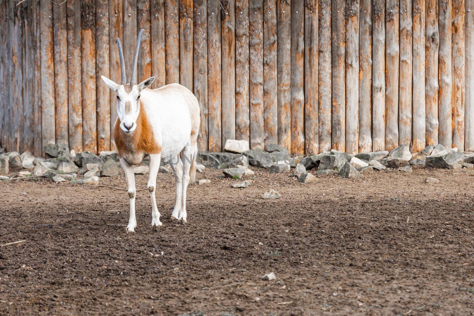 Sable oryx Oryx dammah in front of wooden fence by Wierzchu