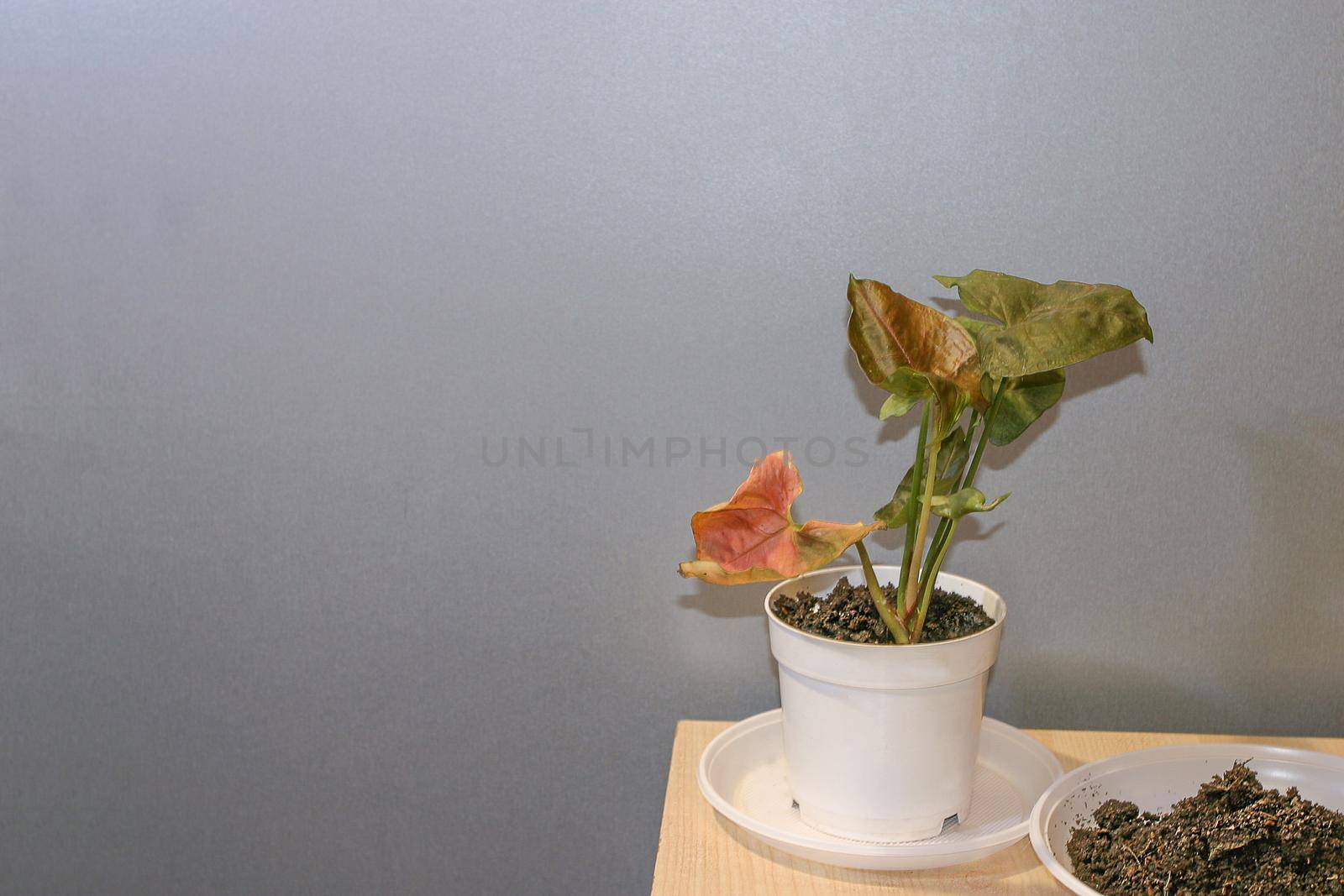 Syngonium Maria Allusion vine potted house plant and some soil for reppoting. Neytral grey background and some spare space for a text.
