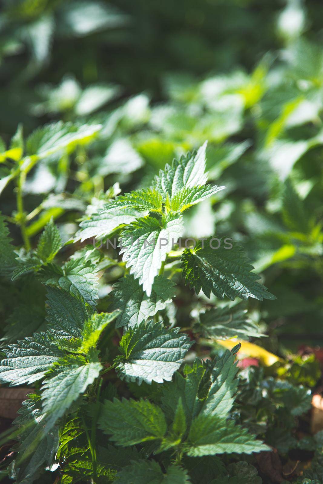 Stinging green nettle leaves background texture