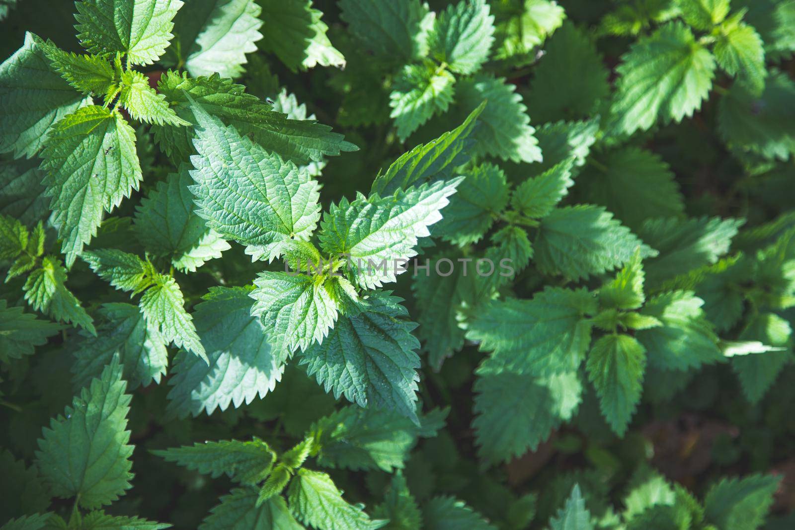 Stinging green nettle leaves background texture