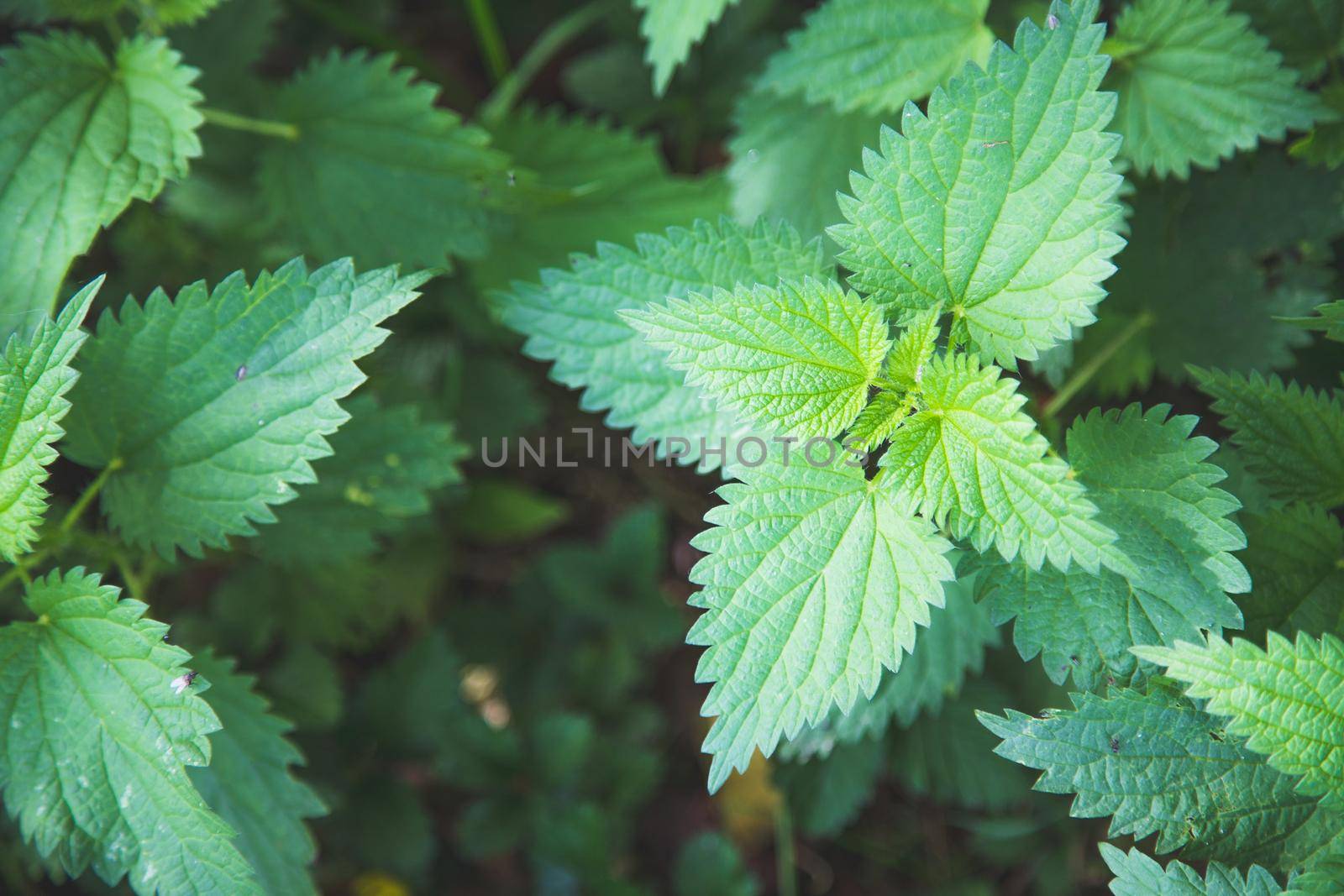 Stinging green nettle leaves background texture