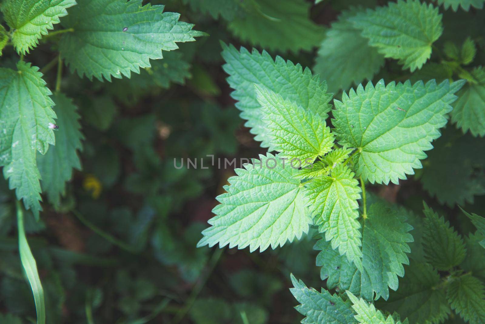 Stinging green nettle leaves background texture