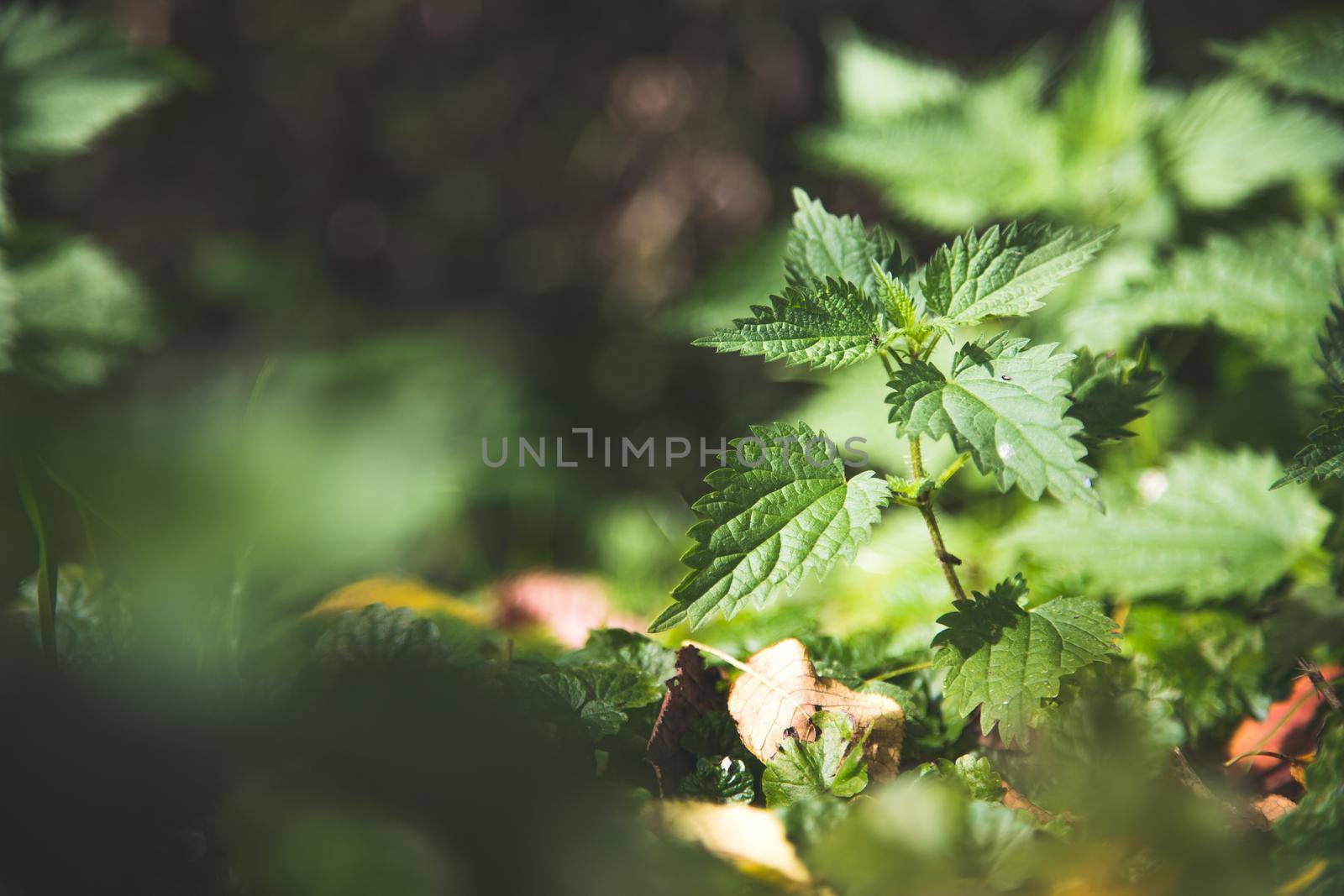 Stinging green nettle leaves background texture