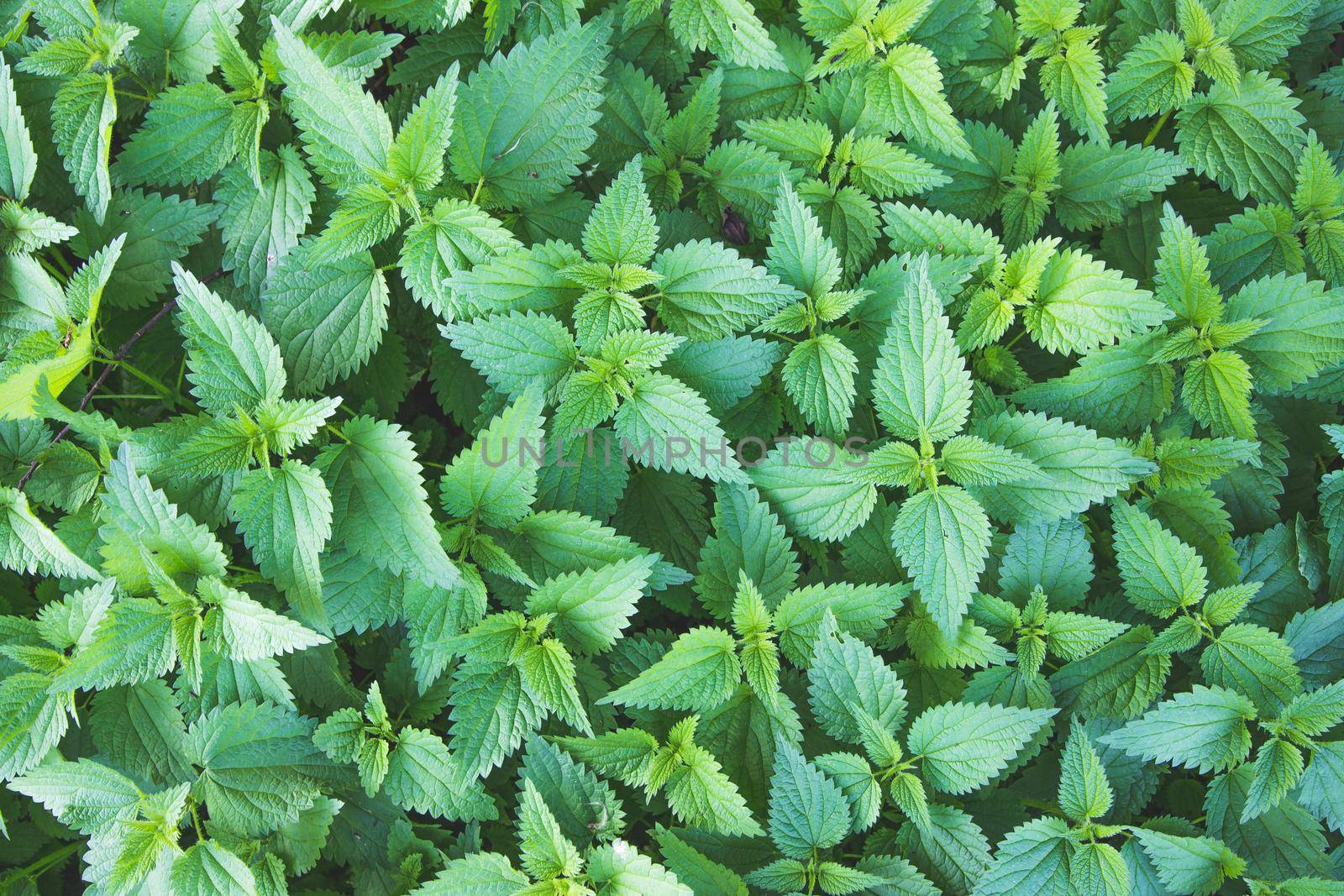 Stinging green nettle leaves background texture