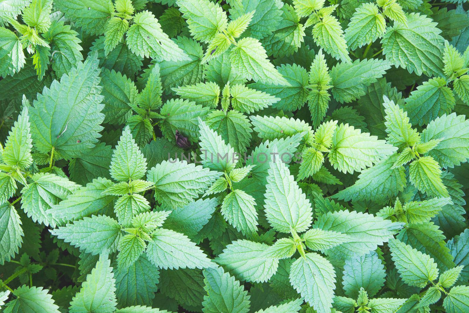 Stinging green nettle leaves background texture