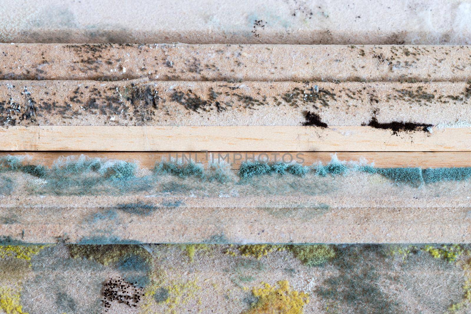 Moldy wooden planks. Close up of colorful mildew and spores, indoor by Daxenbichler
