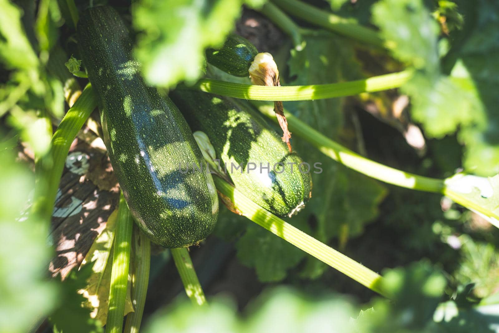 Close up of ripe zucchini on green branch, self-cultivation