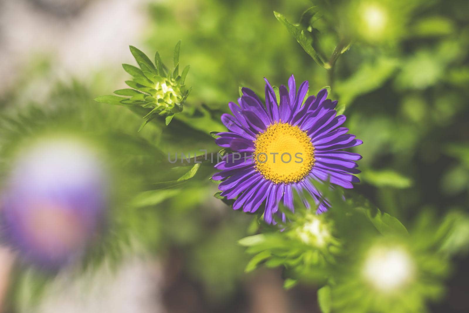 Close up of violet and blue asters in the own garden