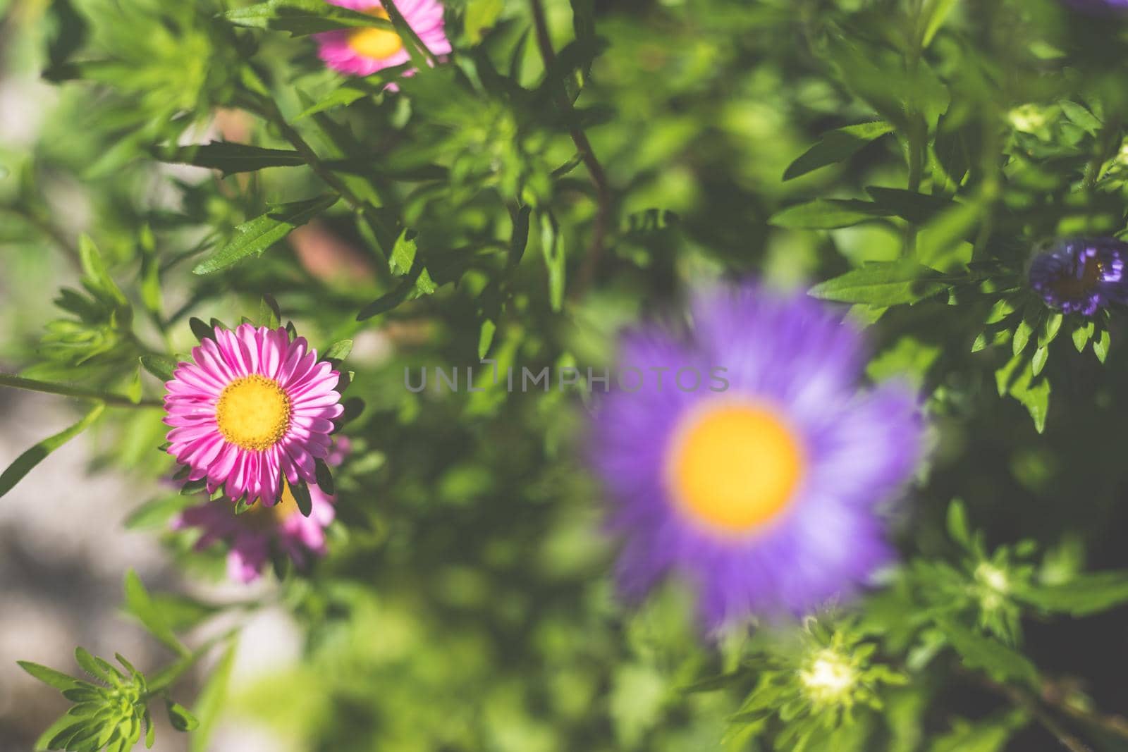 Close up of violet and blue asters in the own garden