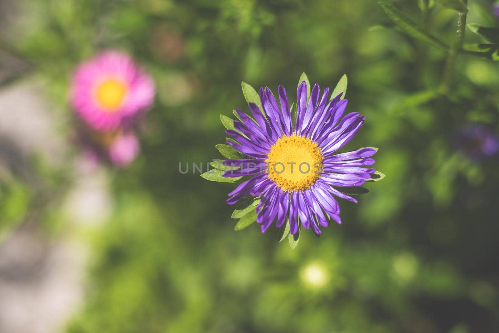 Close up of violet and blue asters in the own garden