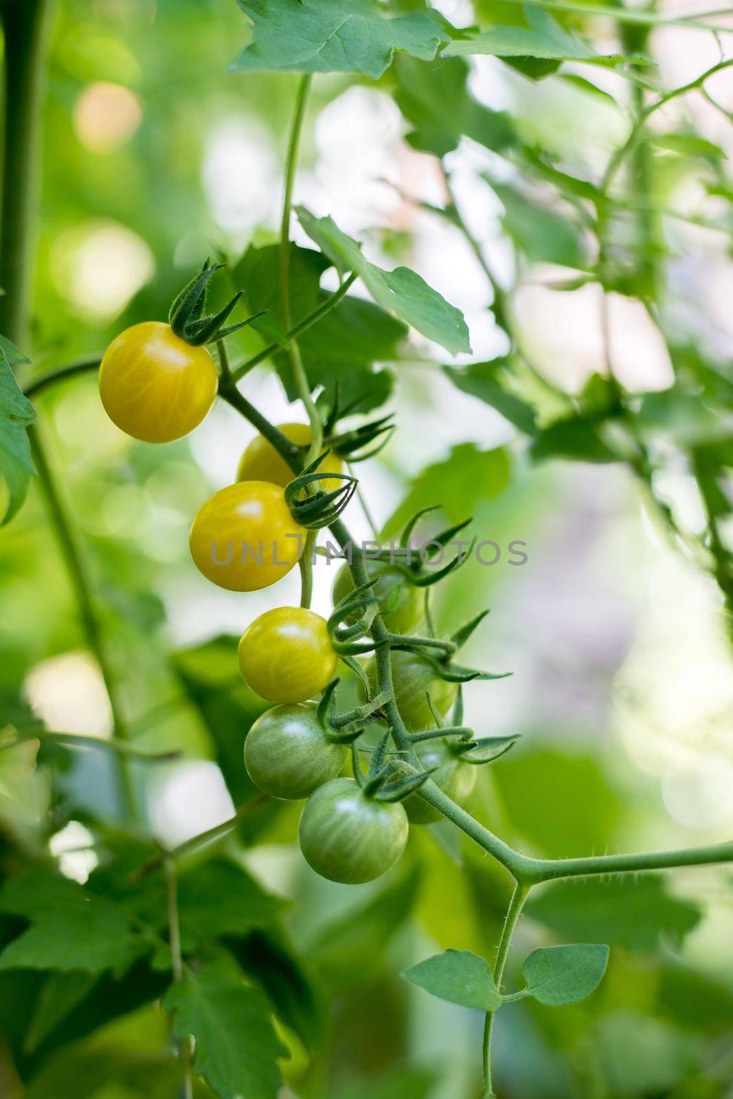 Close up of yellow and green organic tomatoes on green branch, self-cultivation