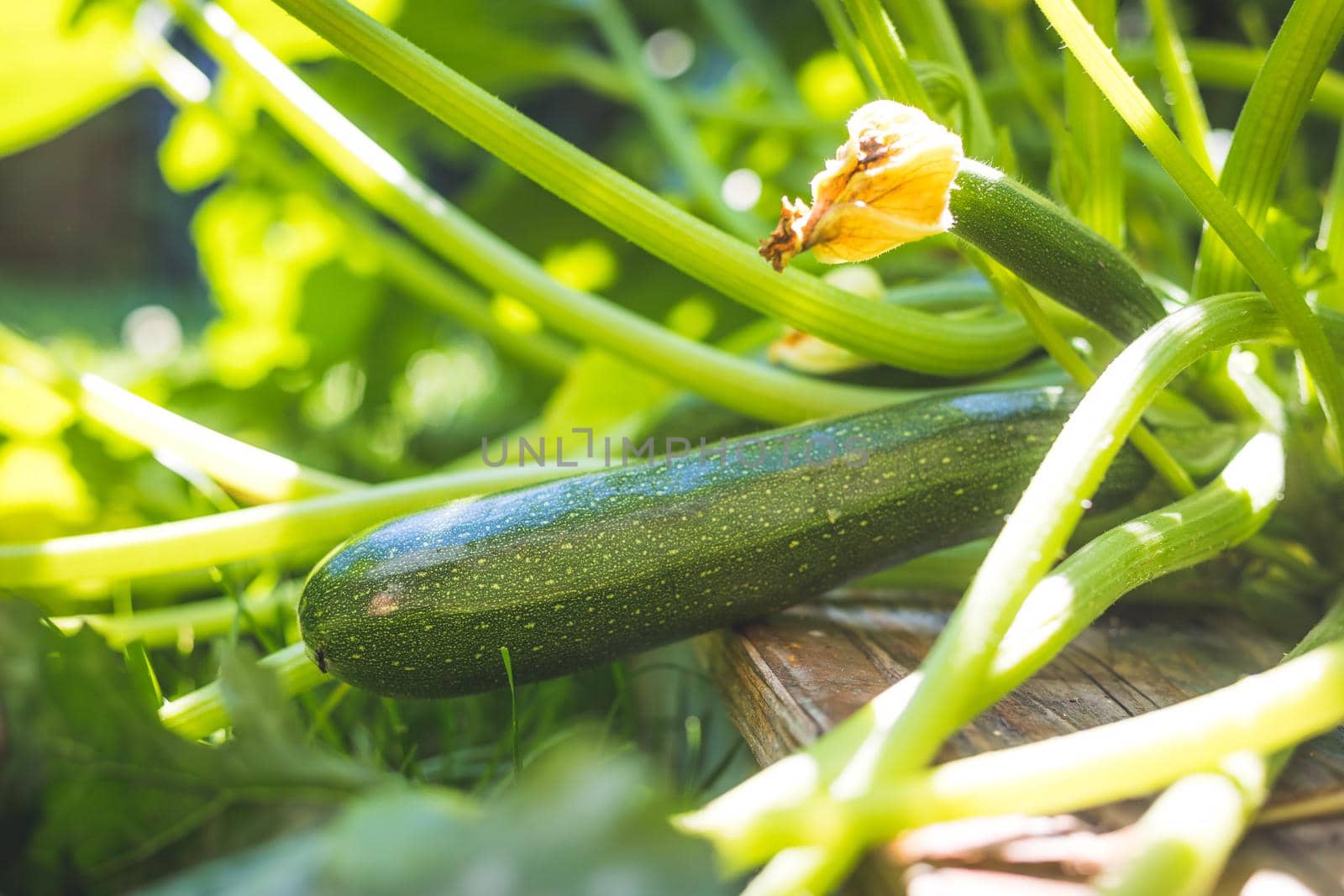Close up of ripe zucchini on green branch, self-cultivation