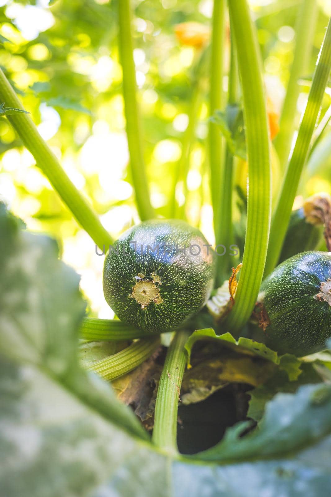Close up of ripe zucchini on green branch, self-cultivation