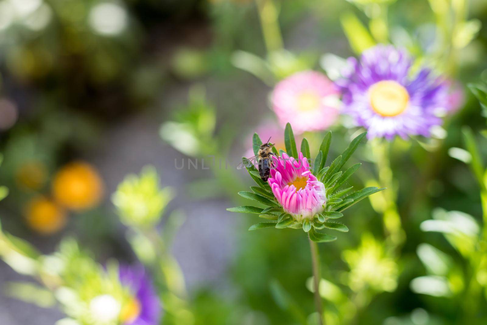 Close up of a bee on a violet aster in the own garden