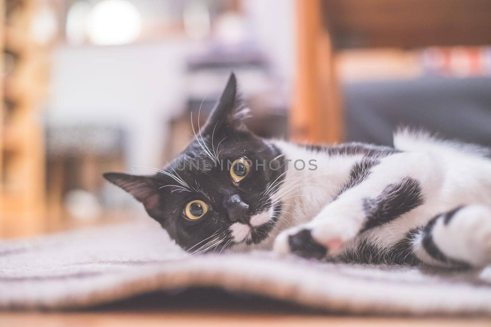 Black and white cat is lying and enjoying at home